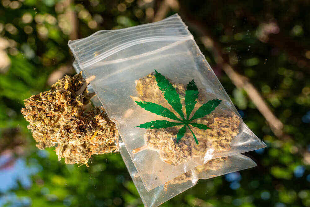 cannabis buds inside cannabis leaf ziplock baggies
