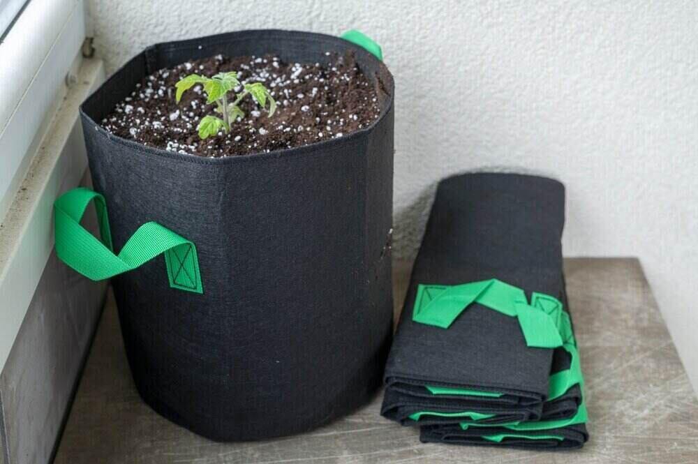 cannabis plant growing in fabric pot outside