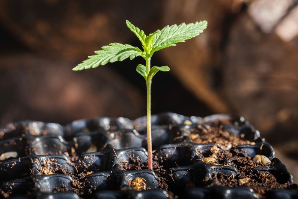 cannabis seedling growing