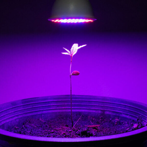 What is the right PPFD for autoflowers?