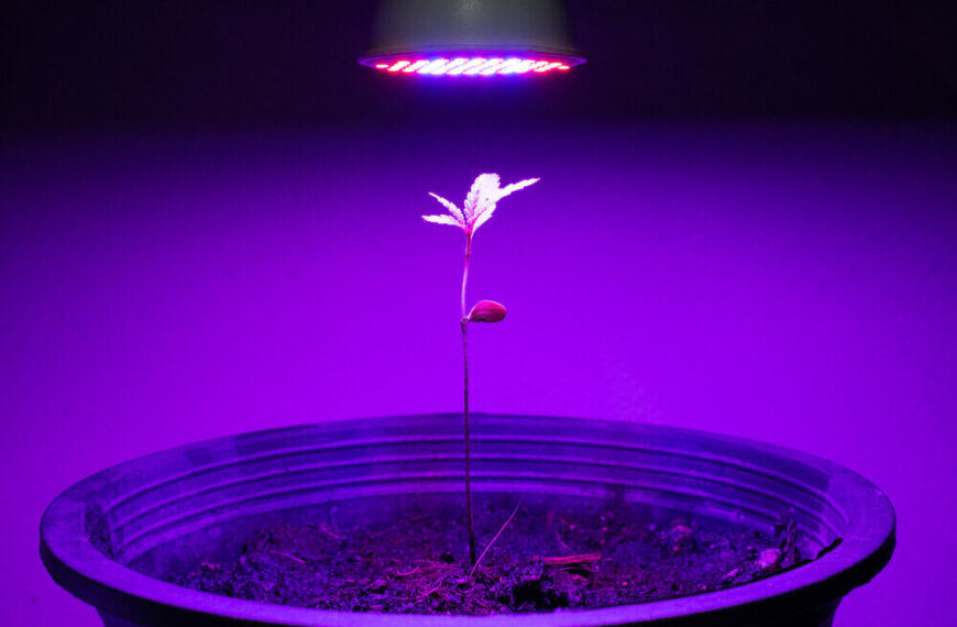 What is the right PPFD for autoflowers?