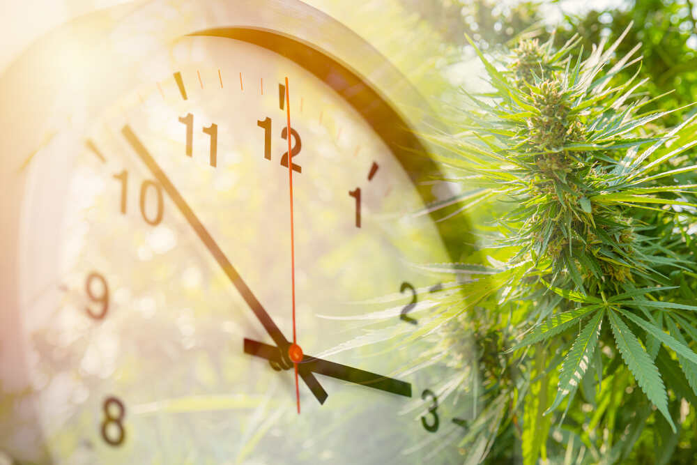 clock dial with cannabis plant