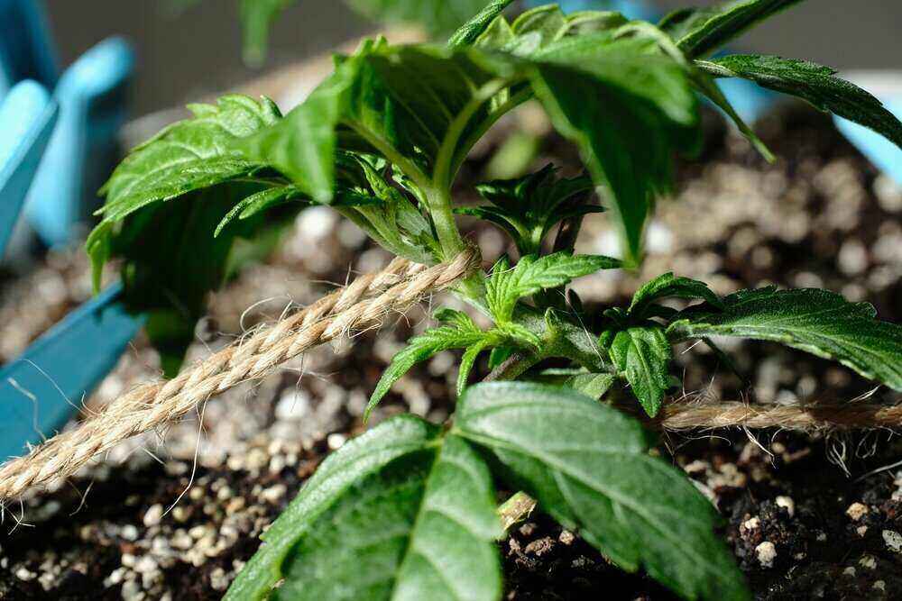 close up of LST traing cannabis plant