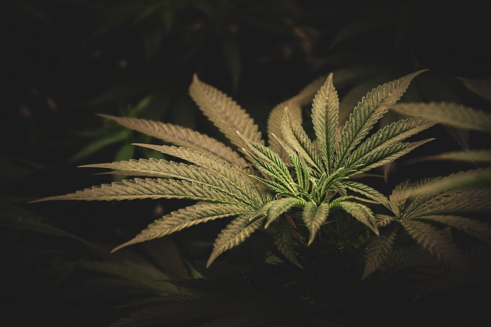 close up of cannabis plant in dark