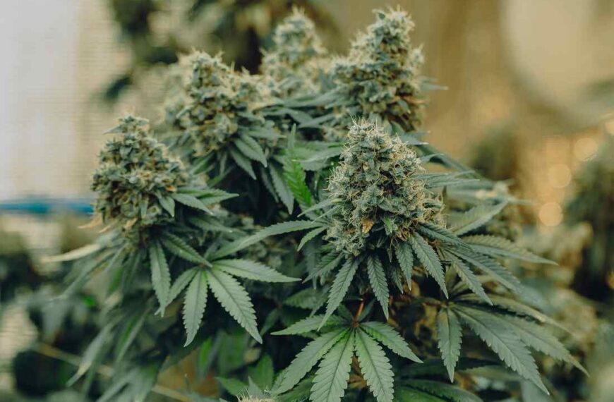 What are the Best Indica Strains?