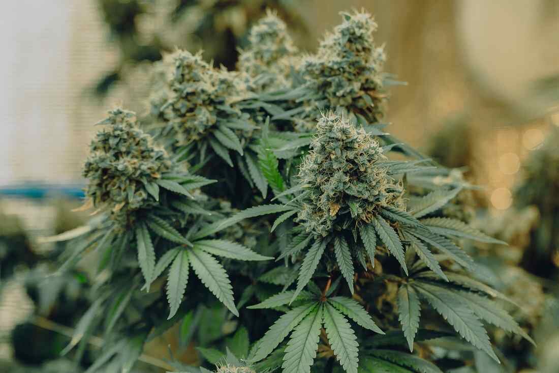 indica strain i nflowering stage