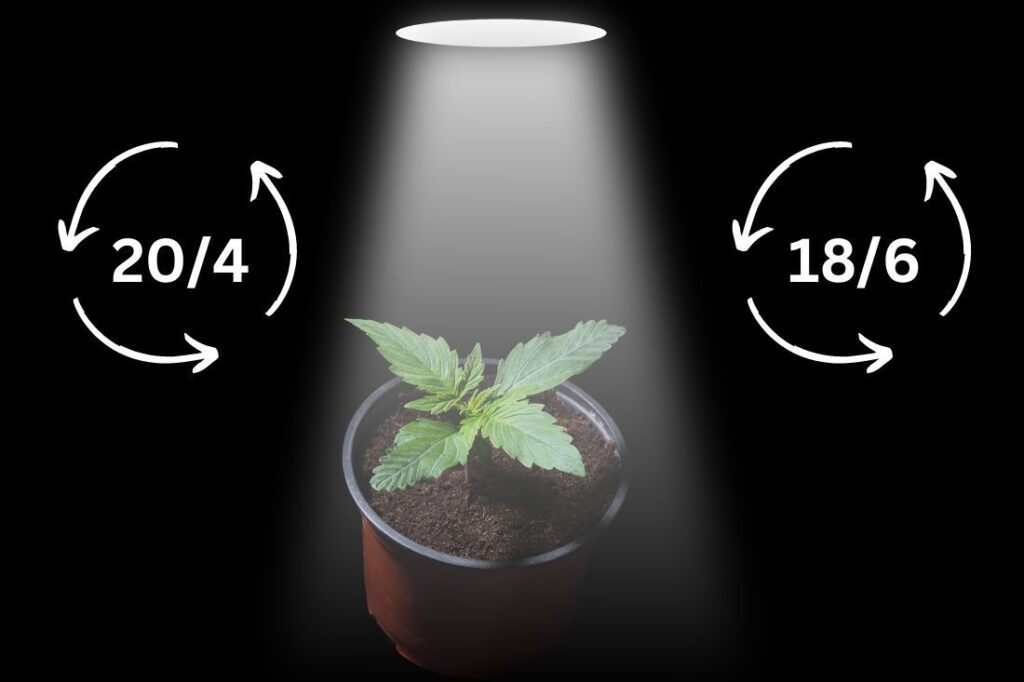 plant with light schedule graph