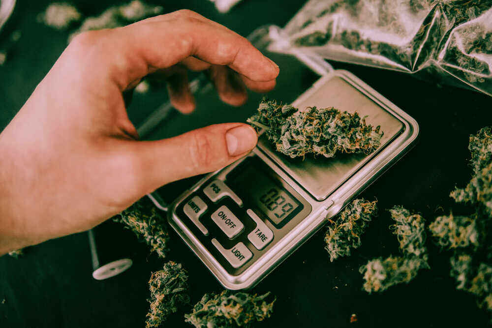 a hand holding a cannabis bud on a scale