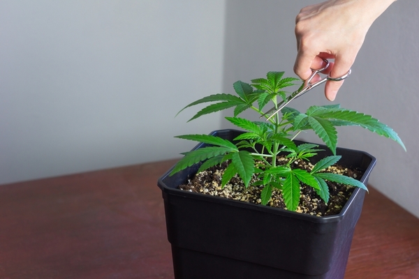 person topping cannabis plant