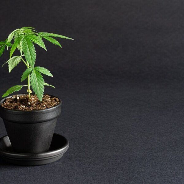 Why Your Autoflower Plants Stay Small