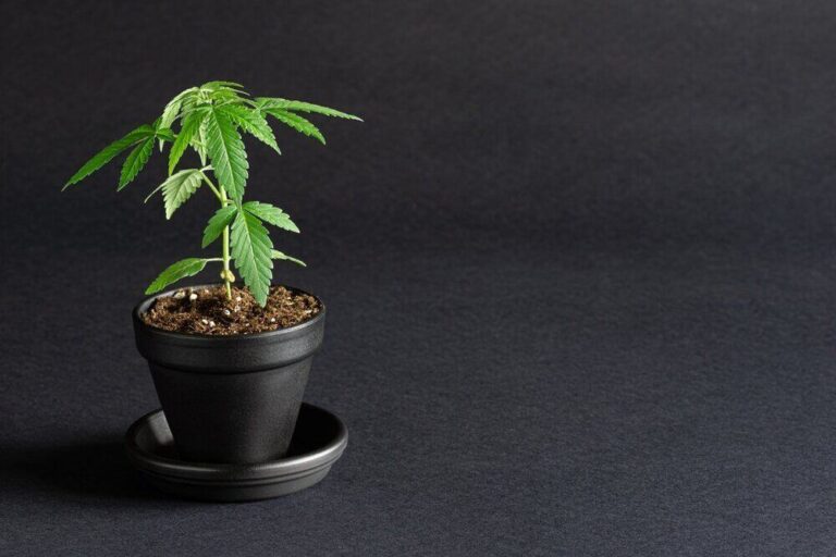 small cannabis plant growing in black grow pot