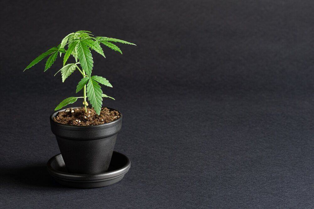 small cannabis plant growing in black grow pot