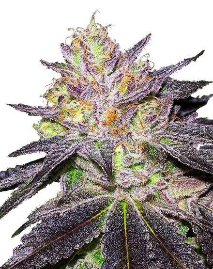 Wedding Cake feminized plant
