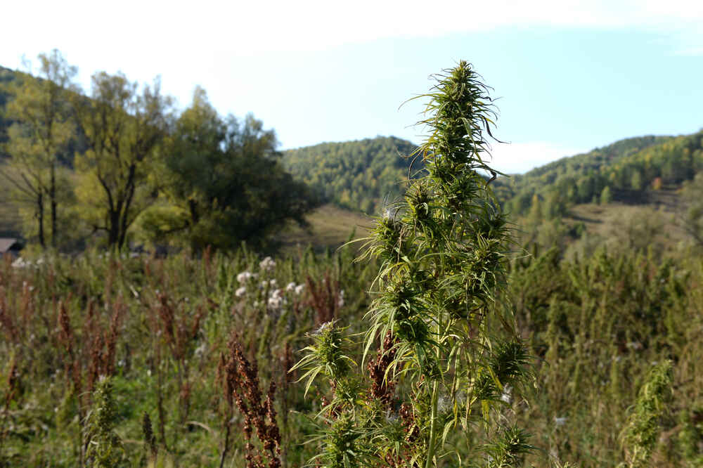 Cannabis plant in the south of Western Siberia. Russia
