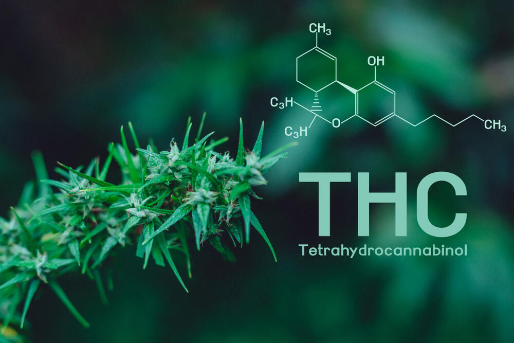 Cannabis plant with THC graph