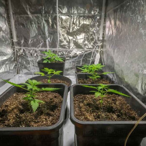 How many autoflowers can you fit in a tent?