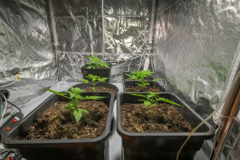 Cannabis plants growing in a grow tent