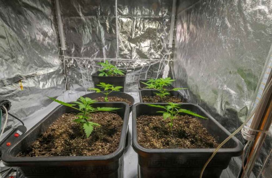 How many autoflowers can you fit in a tent?