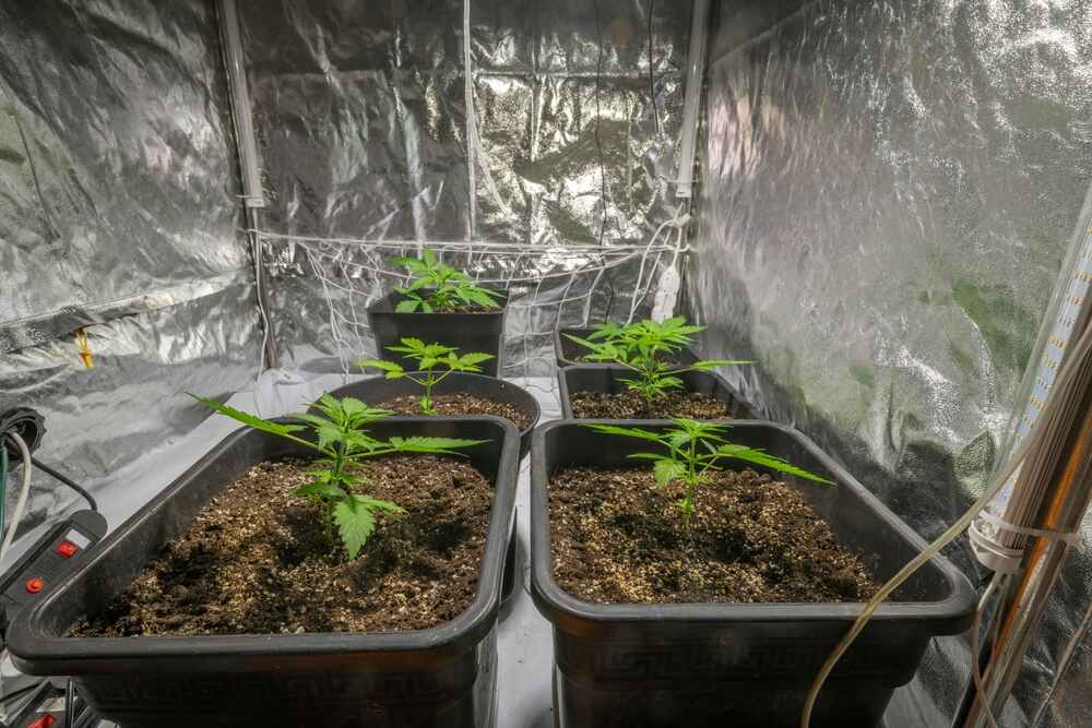 Cannabis plants growing in a grow tent