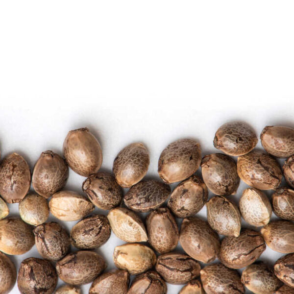 Do autoflowers produce seeds?