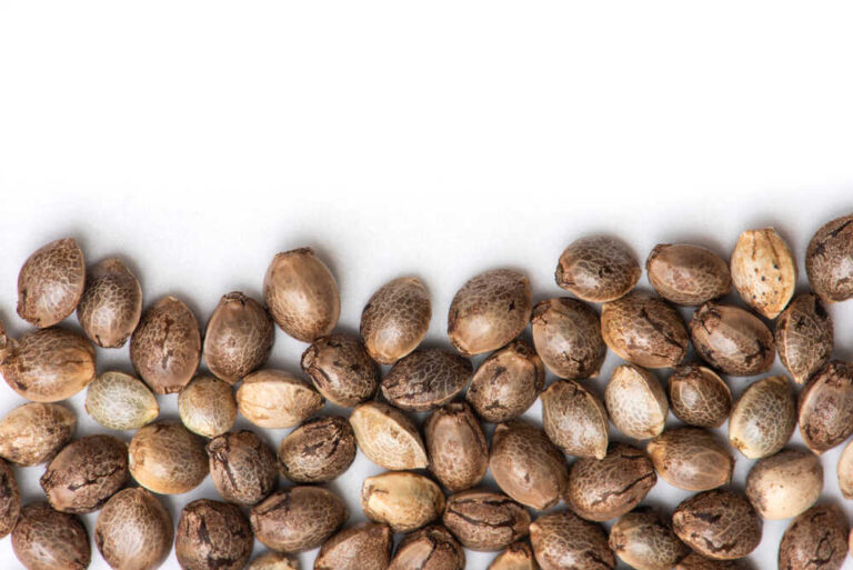 do autoflowers produce seeds