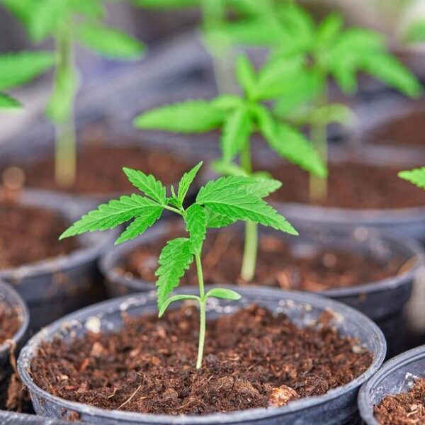 The easiest to grow weed strains