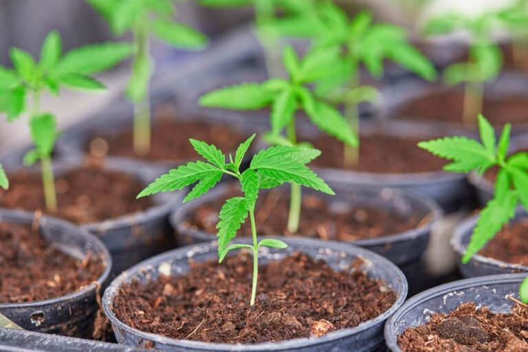 Close of seedling cannabis plants growing in pots
