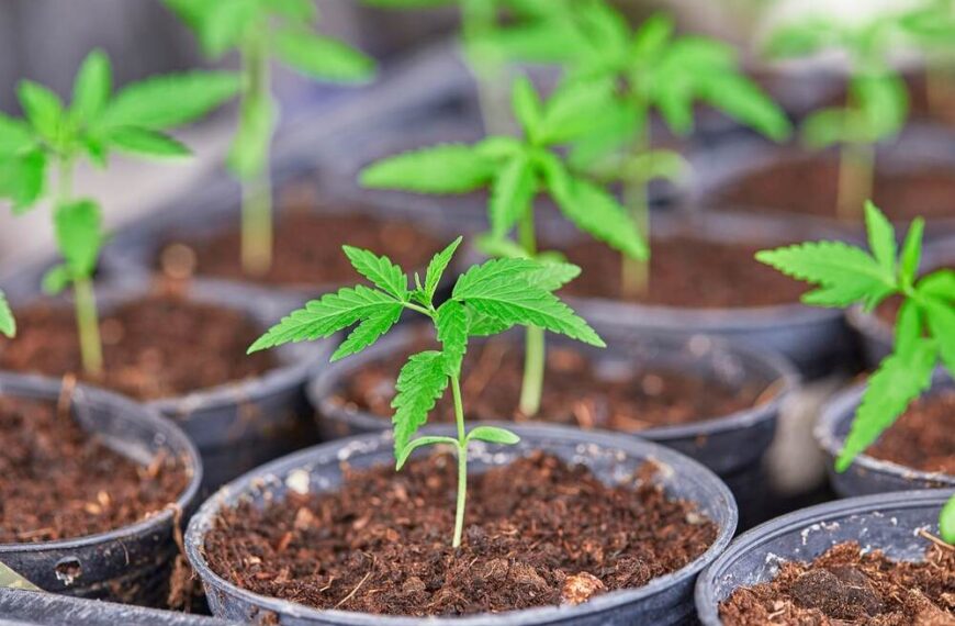The easiest to grow weed strains
