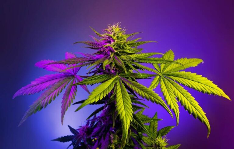 Hybrid Cannabis plant