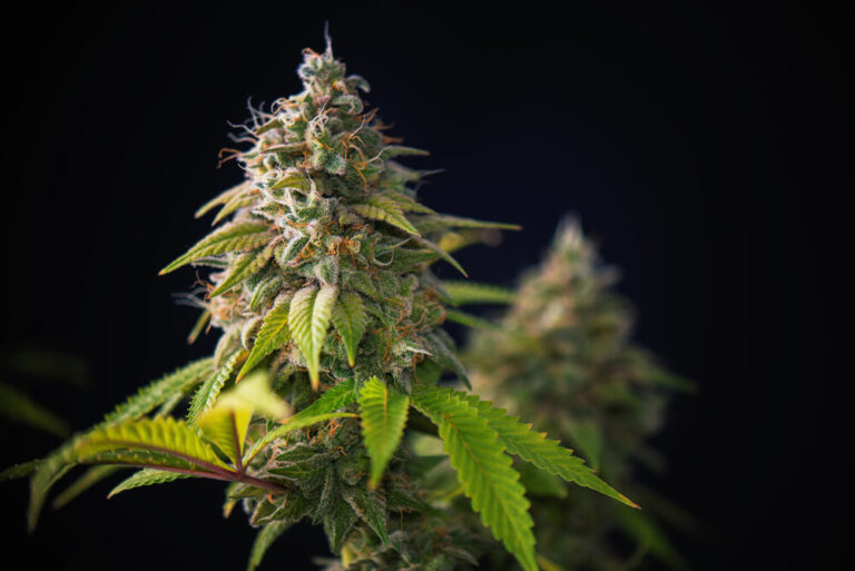 Sativa cannabis plant