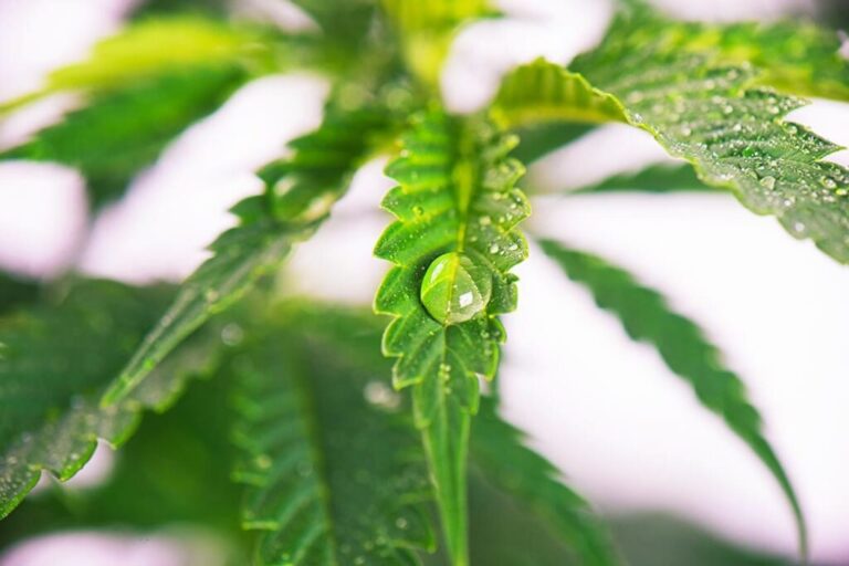 a water drop on a cannabis leaf