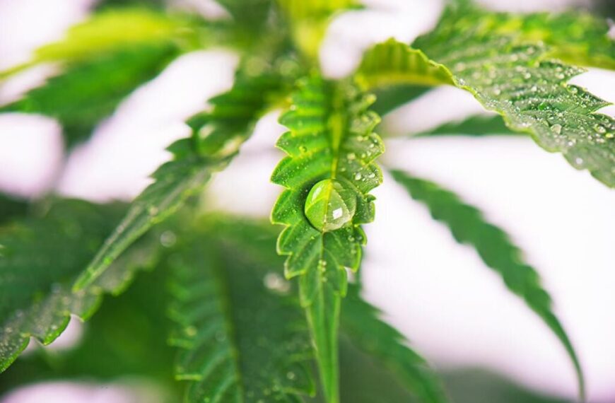 What is VPD and How Does It Affect Autoflowers?