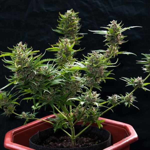 How much do autoflowers yield?