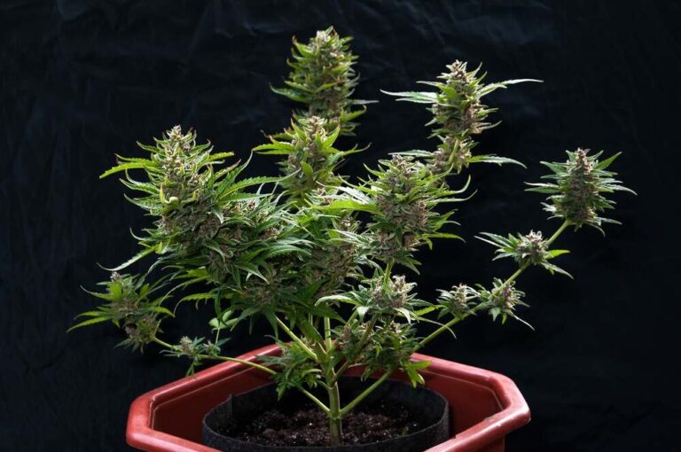 a autoflowering cannabis plant flowering stage