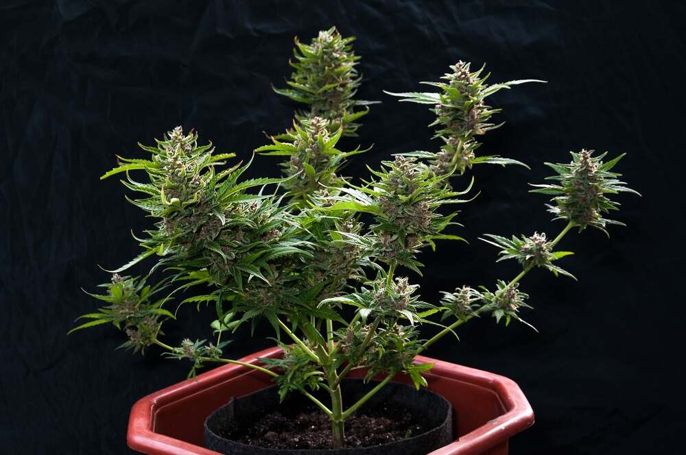a autoflowering cannabis plant flowering stage