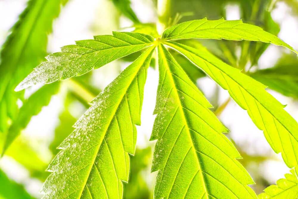 a cannabis leaf with pollen on it