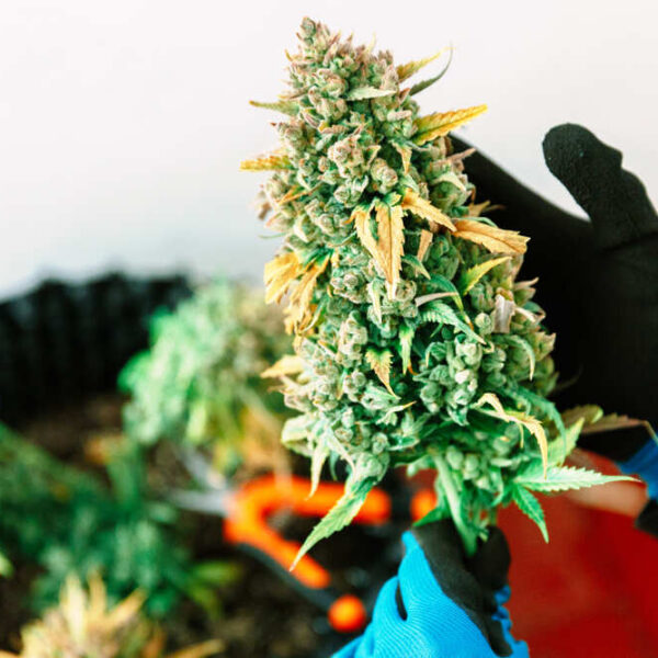 What Are the Highest Yielding Cannabis Strains?