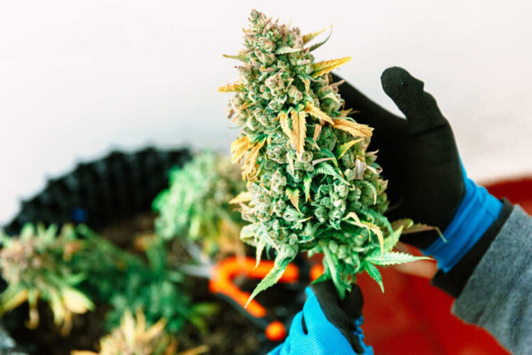a person hands holding cannabis plant buds