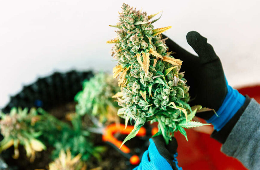 What Are the Highest Yielding Cannabis Strains?