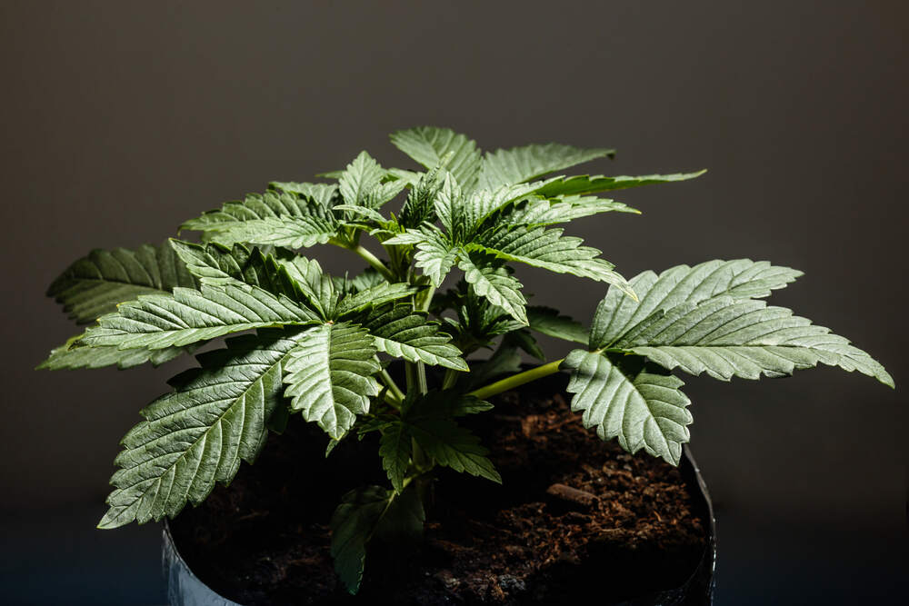 a indica plant in veg stage growing in grow pot