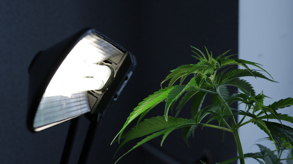 a ruderalis cannabis plant with light right next to it