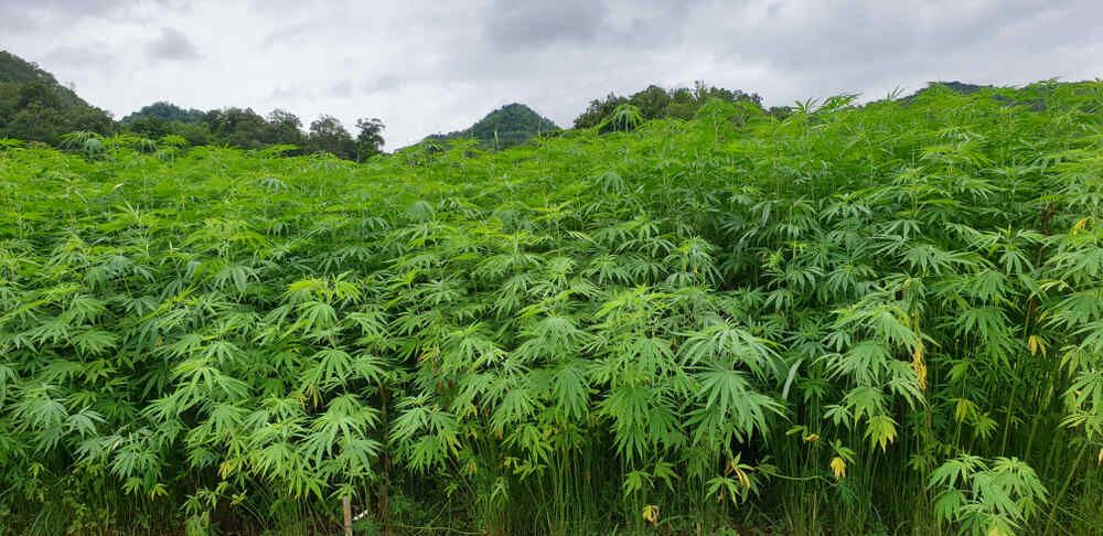 Cannabis field growing naturally in Thailand 
