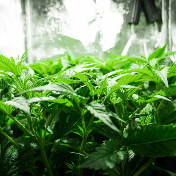 Why is my autoflower not flowering yet?