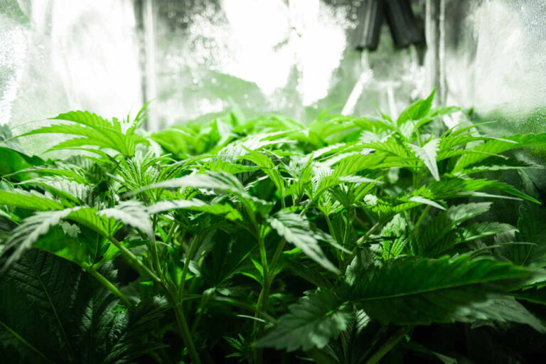 cannabis plants growing in grow tent