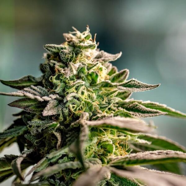 A guide to the autoflower flowering stage