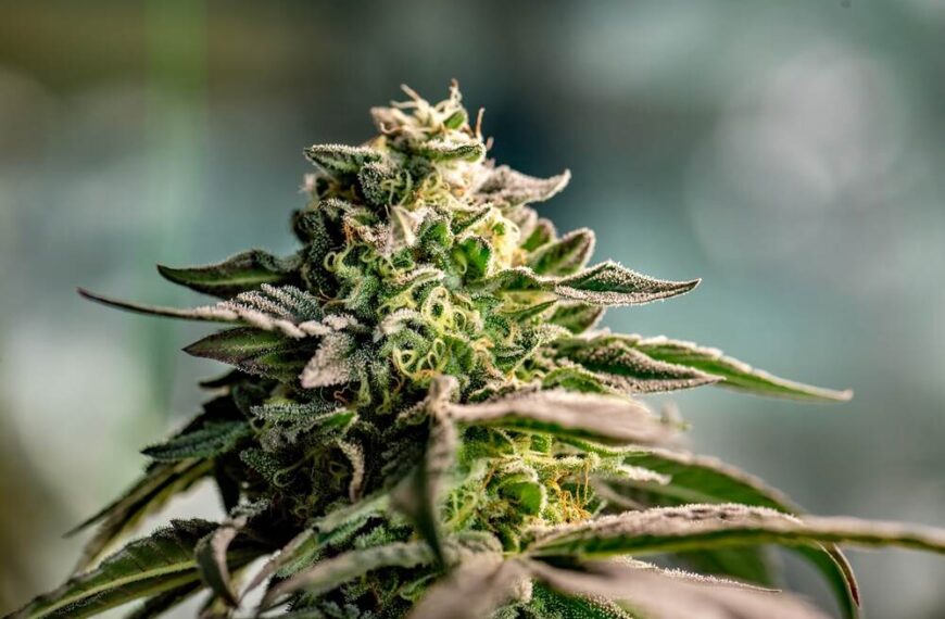 A guide to the autoflower flowering stage