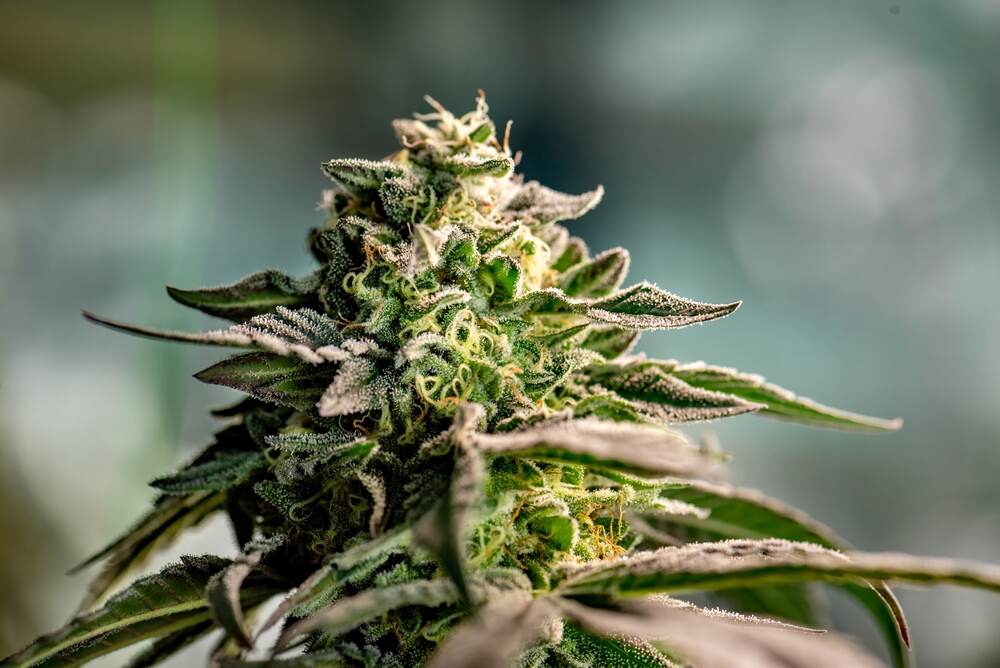 close up of autoflower cannabis plant