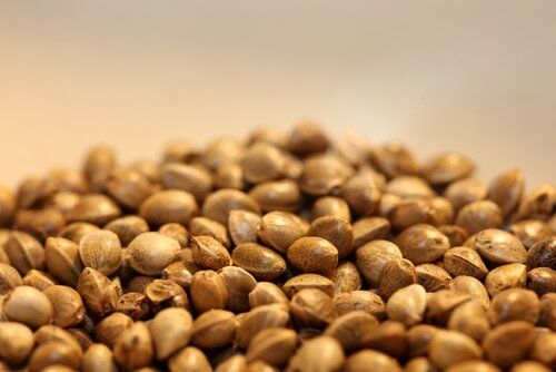 close up of cannabis seeds