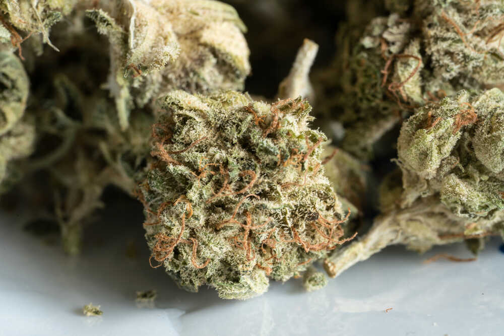 close up of dried cannabis buds