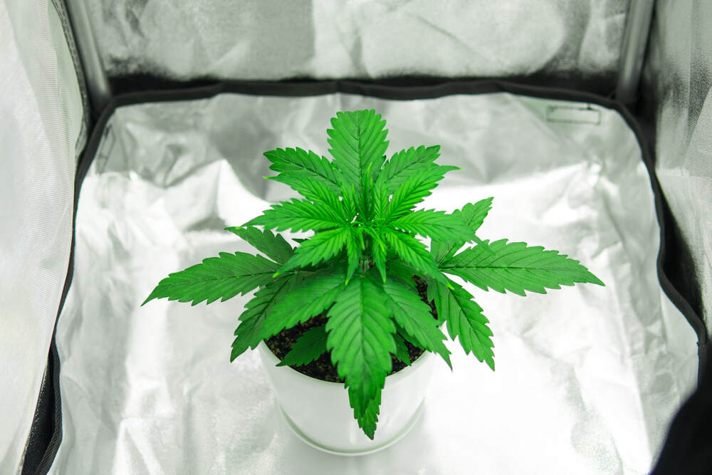 one cannabis plant growing in a small grow tent